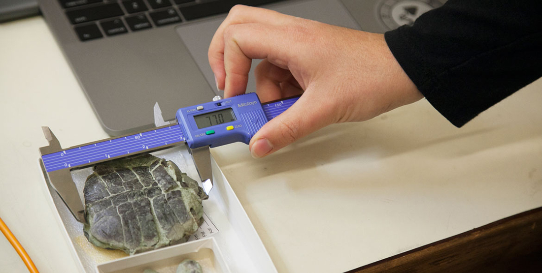 A hand holds a hand tool to measure a fossil reptile specimen