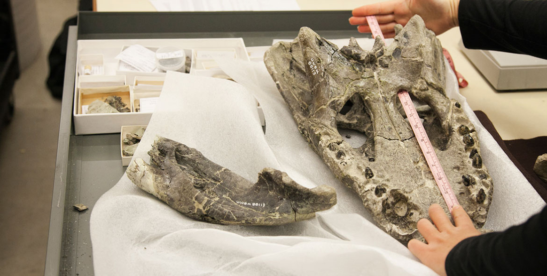 A hand uses a ruler to measure a large fossil reptile specimen