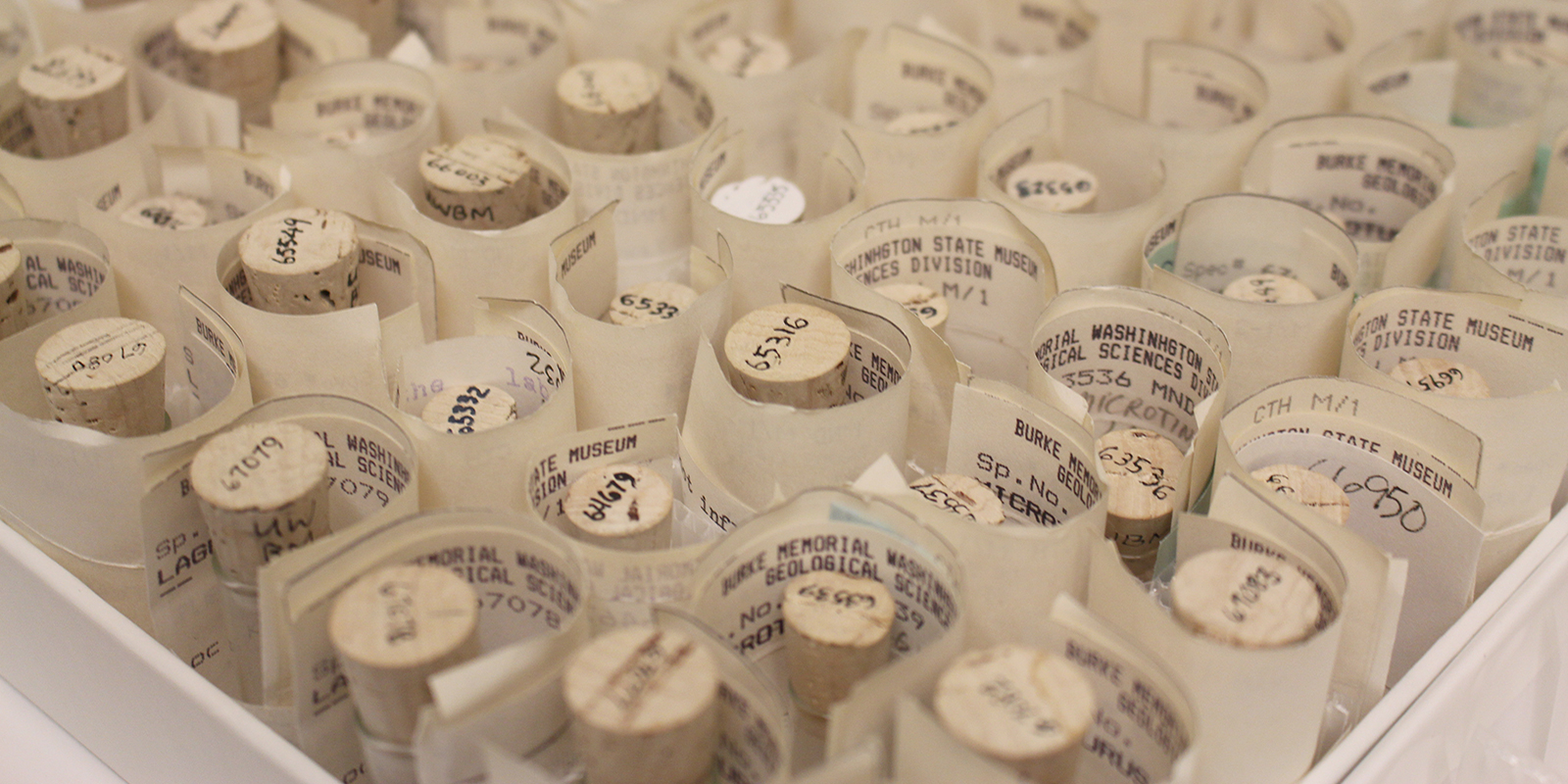 A drawer full of tiny glass vials each individually numbered