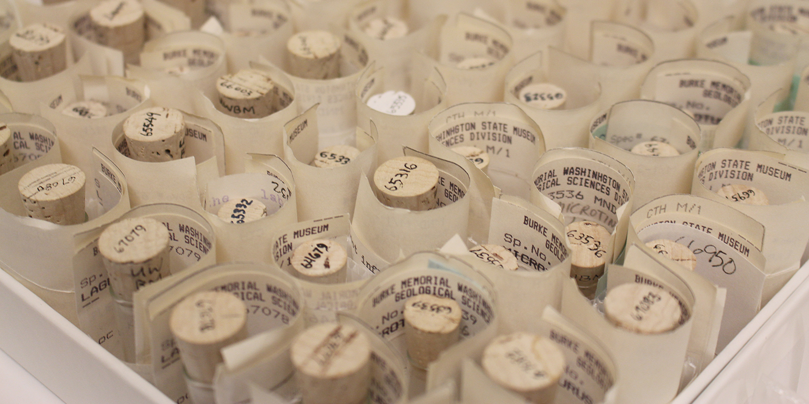 A drawer full of tiny glass vials each individually numbered