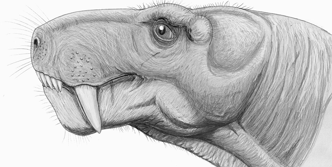 Pencil sketch of a gorgonopsian head showing their large fangs