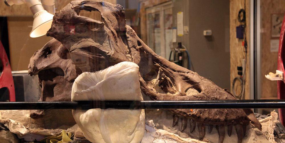 A view of a T. rex skull through a workroom window