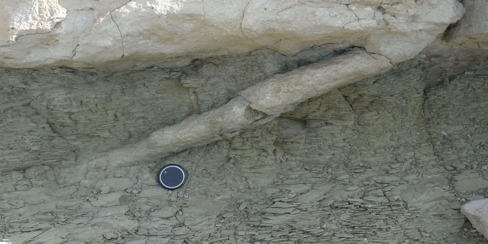 a fossilized animal burrow
