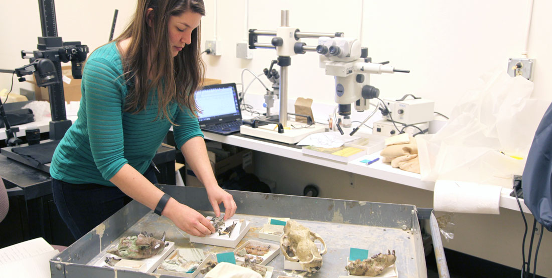 A female researcher stands over a cart that contains fossil specimens