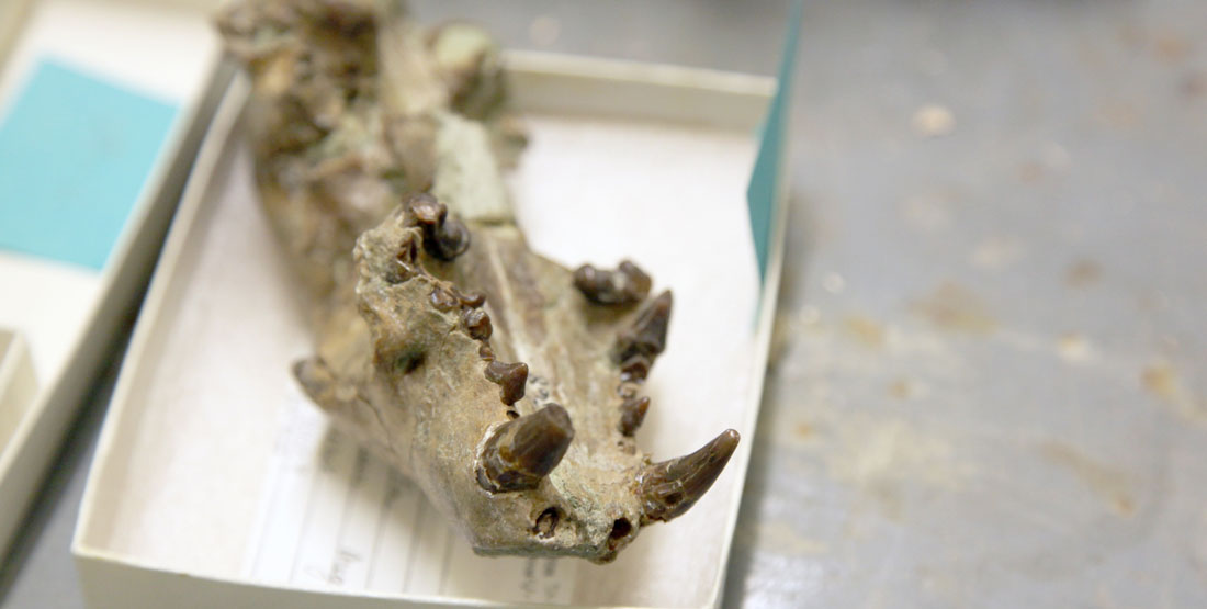 A close up view of the lower jaw of a fossil skull with large teeth visible