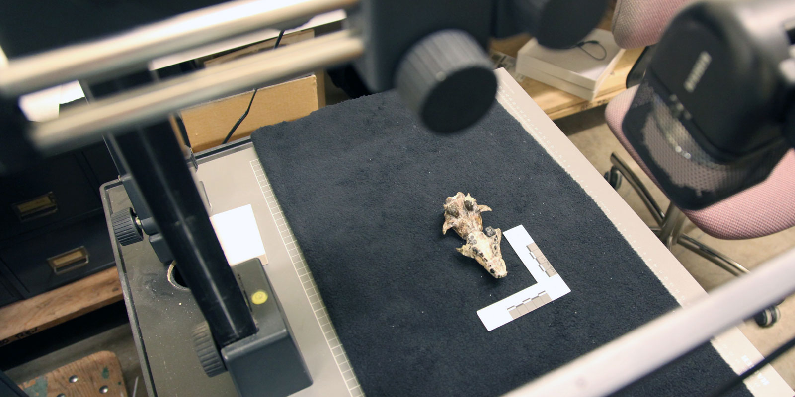 A small fossil jaw sits is photographed and measured with automatic equipment