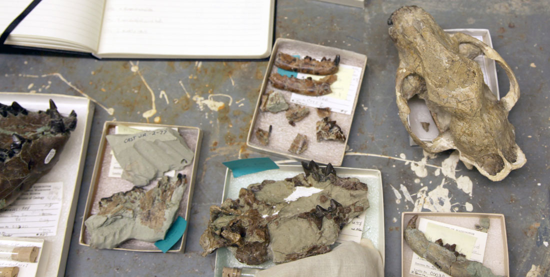 A group of carnivore fossils each in individual boxes on a table