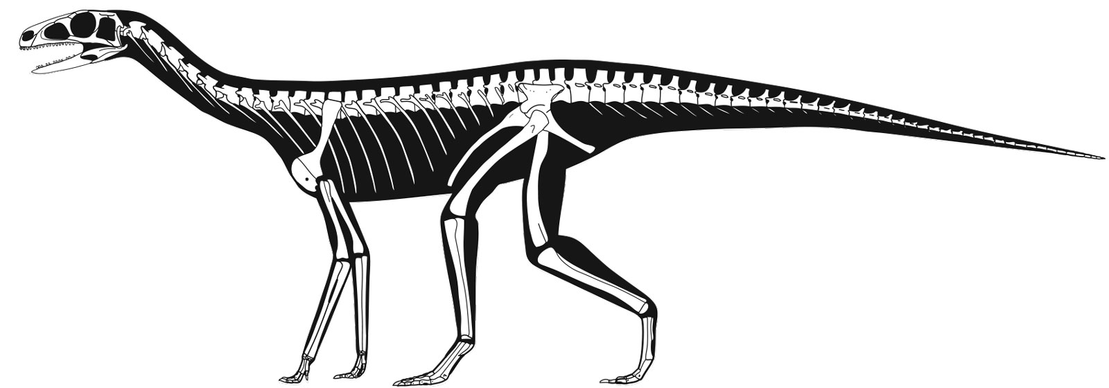 A computer drawing of a Asilisaurus kongwe dinosaur skeleton
