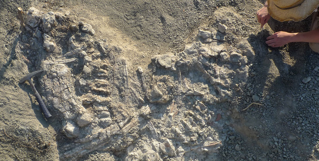 A male researcher uses hand tools to excavate a full dinosaur fossil skeleton from the ground