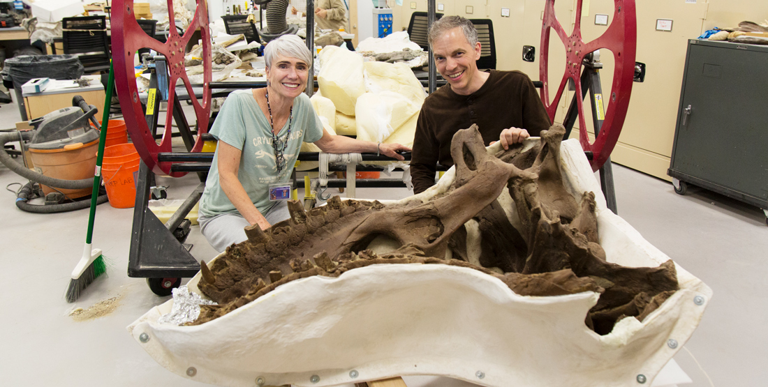 a woman and a man kneel next to the skull of the T. rex laying upside down in a plaster jacket