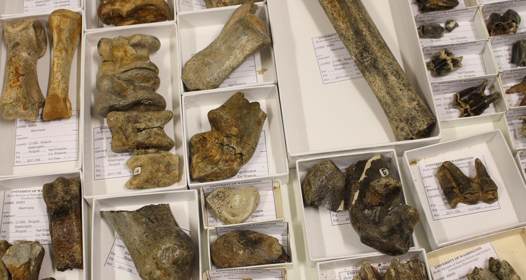 vertebrate fossils in collection drawers