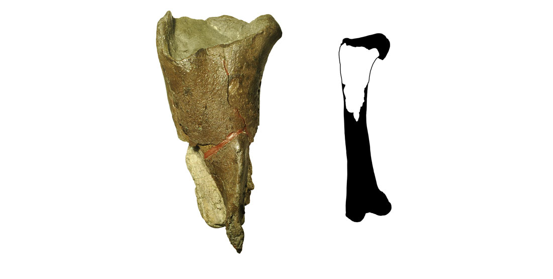 photo of the fossil next to an illustration showing the section of thigh bone it came from