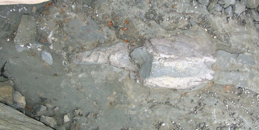 photo of ground with section of bone exposed