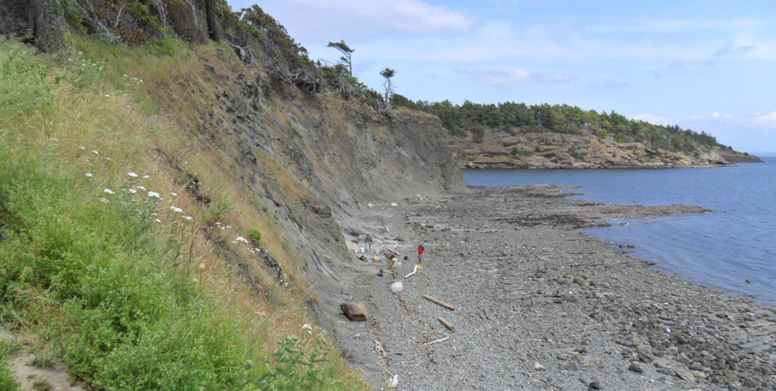scenic shot of the hillside and beach where the fossil was found