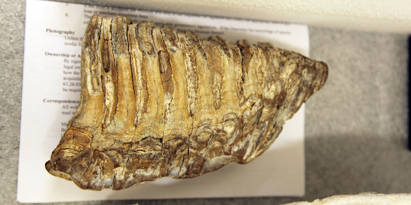 A close up view of the mammoth tooth