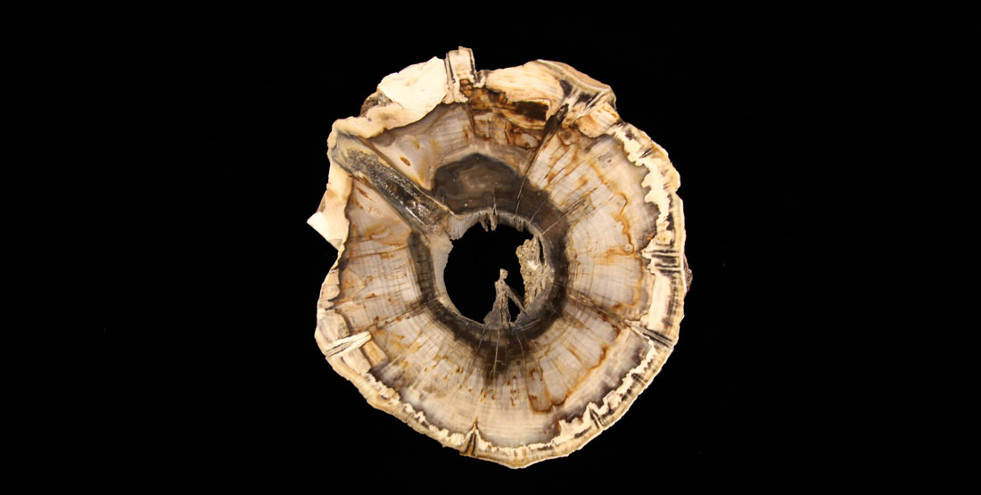 A slice of petrified wood with black markings and a hole in the center