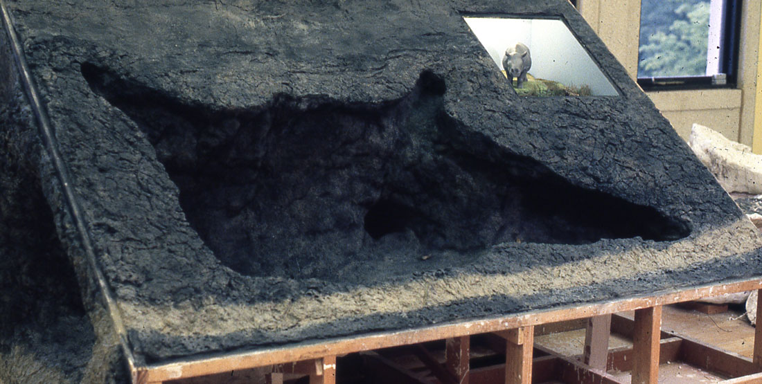 Where to see fossils in Washington state Burke Museum