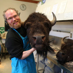 portrait of jeff bradley holding a bison head in the prep lab