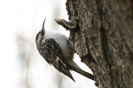 close up of a bird perched on a tree