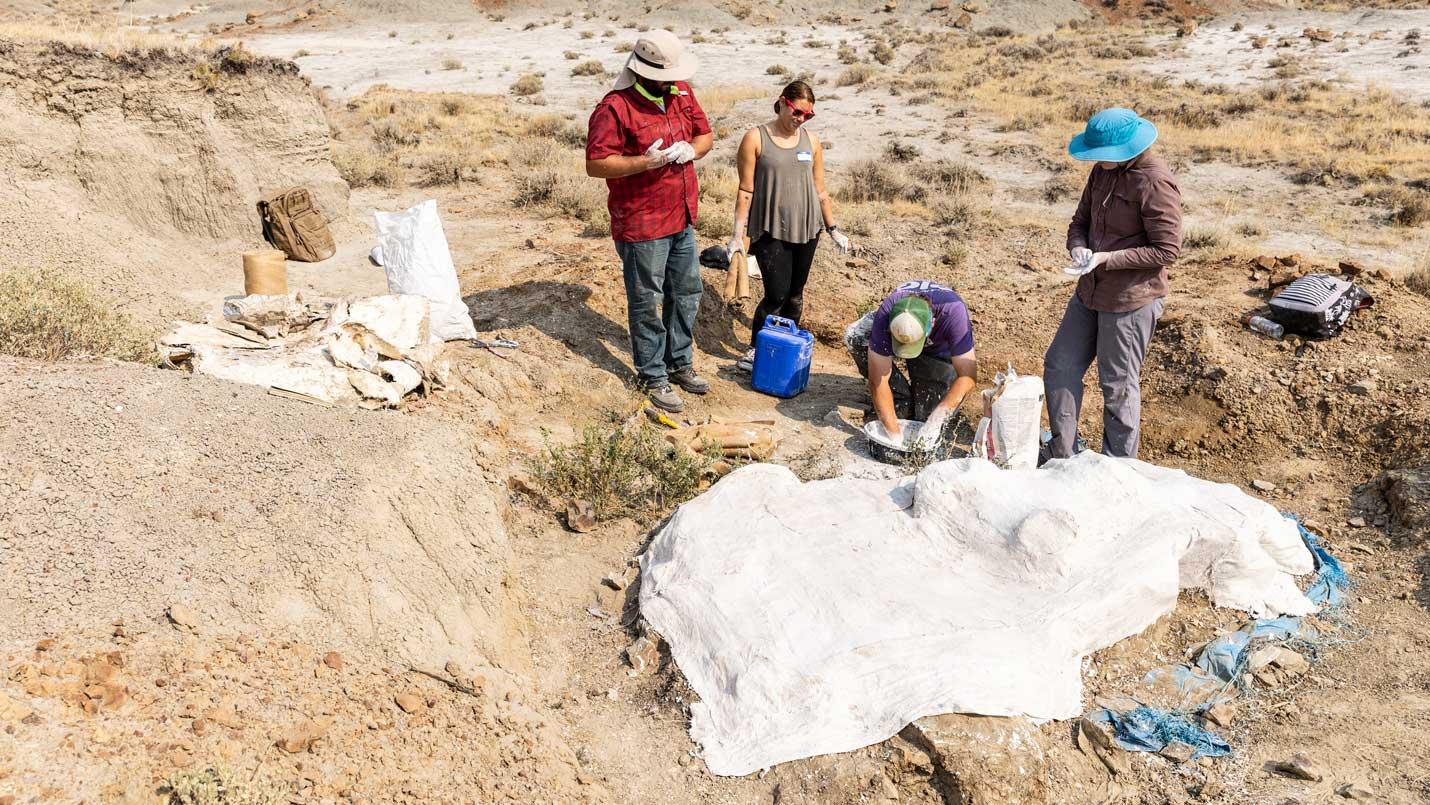 people excavating fossils in the montana desert