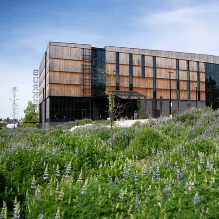 exterior of the burke museum on a sunny spring day with a blue sky and many purple lupines in bloom