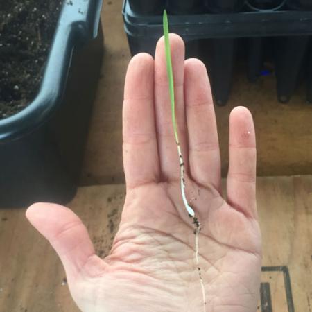 A baby camas shoot held in the palm of a hand