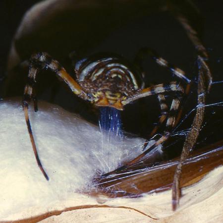 A close up of an orbweaver spider creating her egg sac