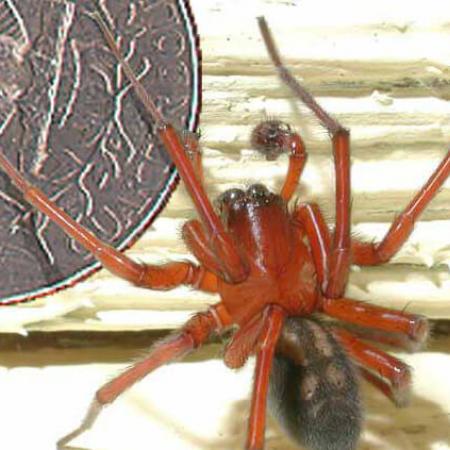 A spider next to a coin