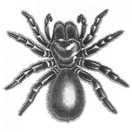 illustration of a spider