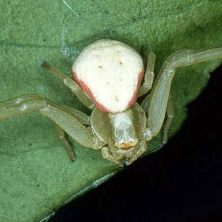 Crab spider, Misumena vatia