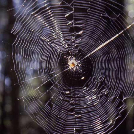 orb web