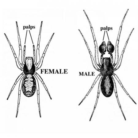 two illustrated spiders side-by-side