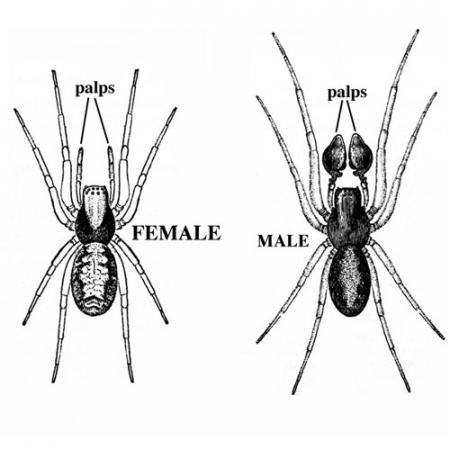 Box plot comparing male black widow spider body size (mean