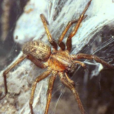 A hobo spider