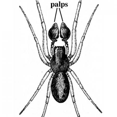 illustration of a spider with arrow pointing out its palps