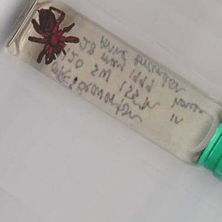 preserved spider in a sealed vial