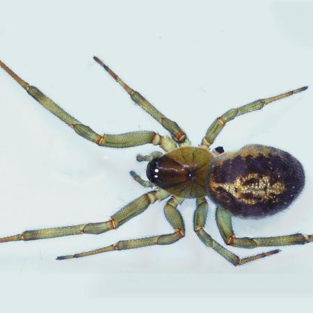 Top spider myths - Museums Victoria