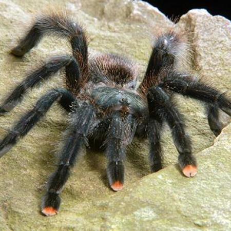A black tarantula with pink tipped legs