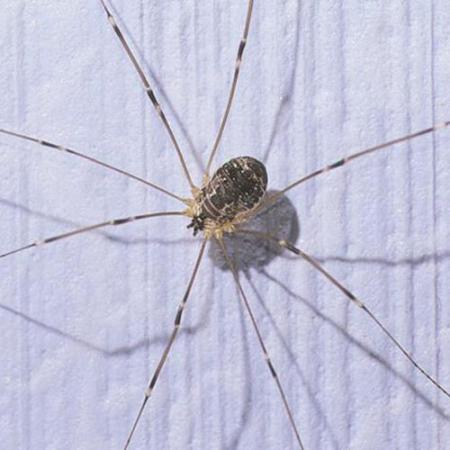 Daddy-long-legs Spider - The Australian Museum