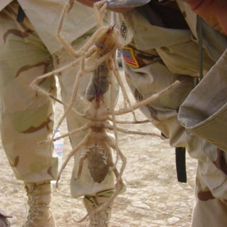 a group of people in the armed forces holds a very large spider in the desert