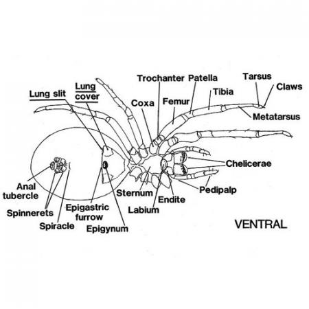 illustration of a spider's anatomy