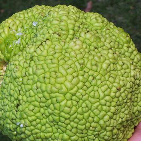 osage orange fruit