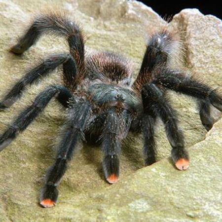 Myth buster: Daddy long legs are the most venomous spider in the world