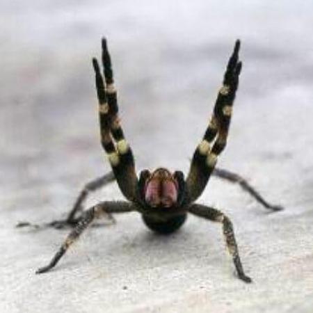 A spider with four of its legs in the air