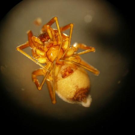 A close up view of the underside of a orange transluscent spider