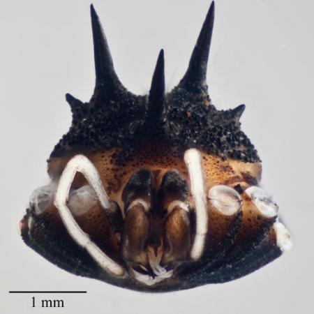 The front view of a spider body with spiny horns on its head