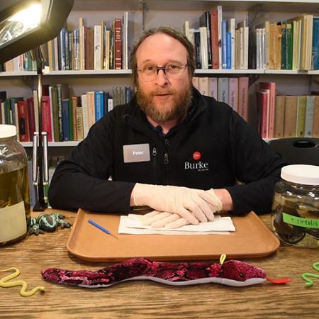 Peter Miller explains the Burke Museum's garter snake collection.