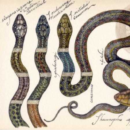 Garter snakes of Washington state