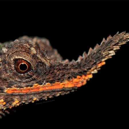 a photo of a rough-nosed horned lizard with a protruding nose