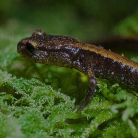 small brown and yellow salamander sitting on bright green vegetation